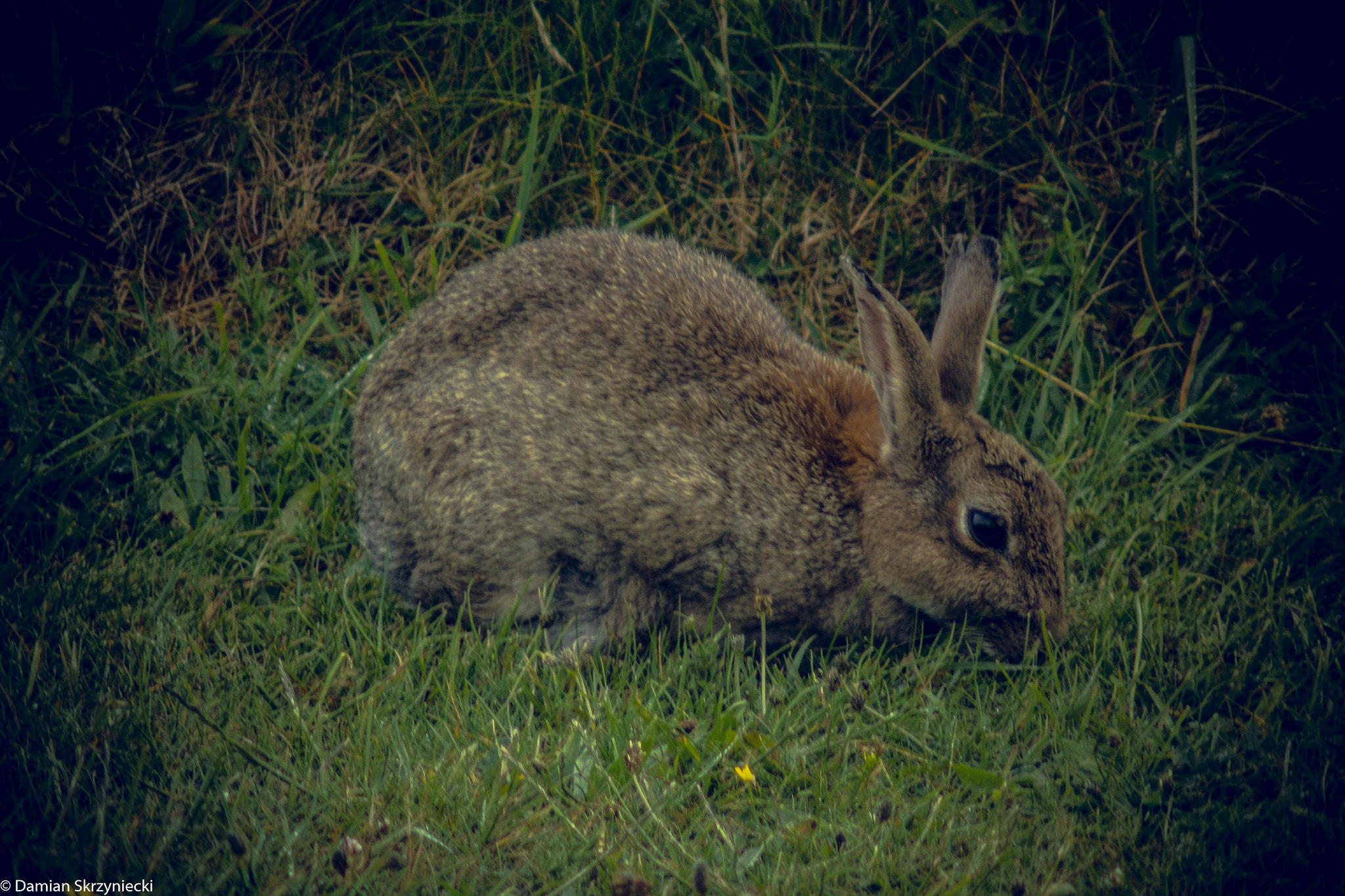 Canon EF 35-80mm f/4-5.6 sample photo. 27649827155.jpg photography