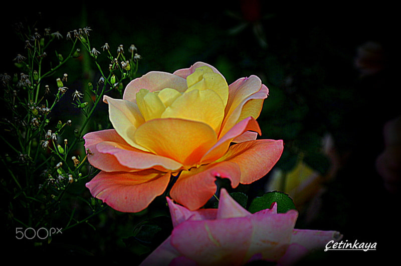 Nikon D300S sample photo. Colored rose photography