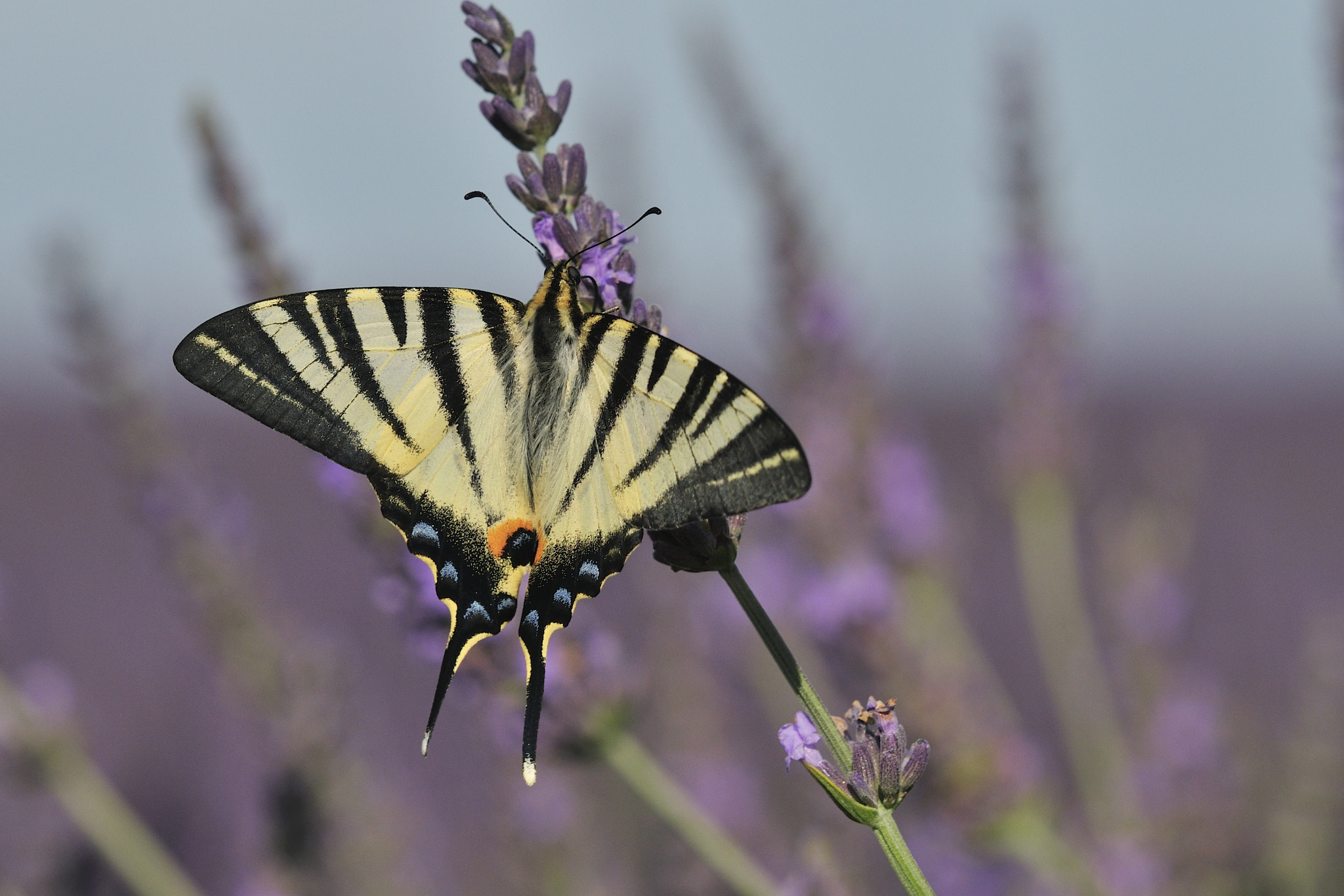 Sigma 150mm F2.8 EX DG Macro HSM sample photo. Segelfalter (iphiclides podalirius) photography