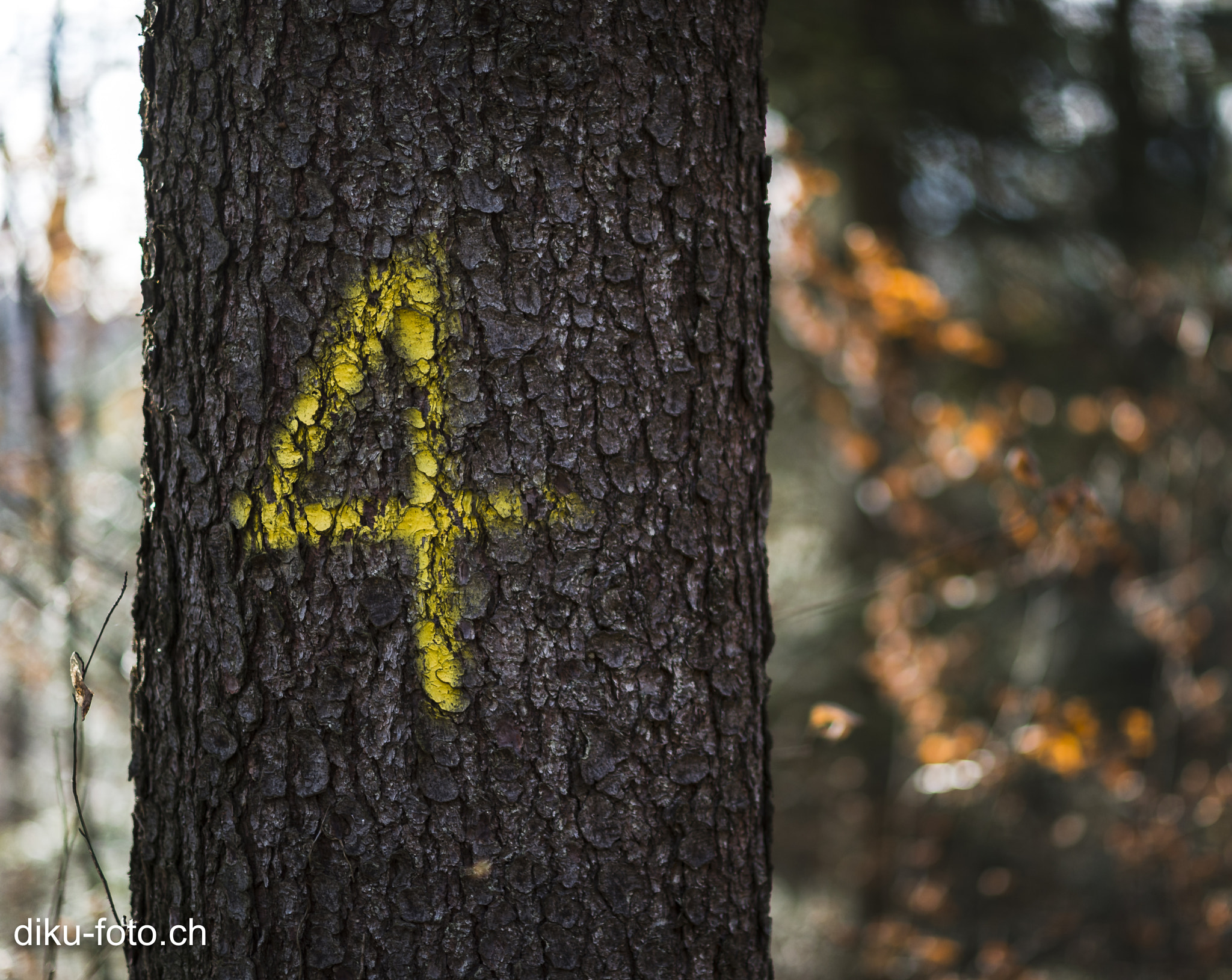 Nikon D4 + Nikon AF-S Nikkor 85mm F1.4G sample photo. #4 photography