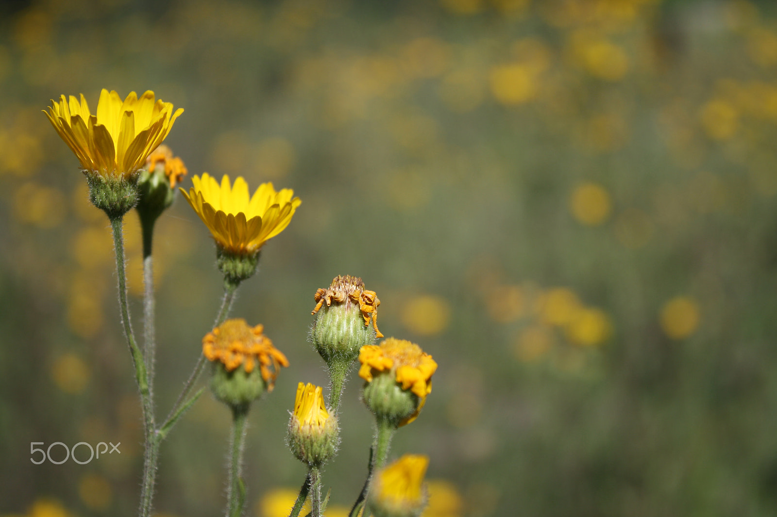 Canon EOS 1000D (EOS Digital Rebel XS / EOS Kiss F) sample photo. Yellow storm photography