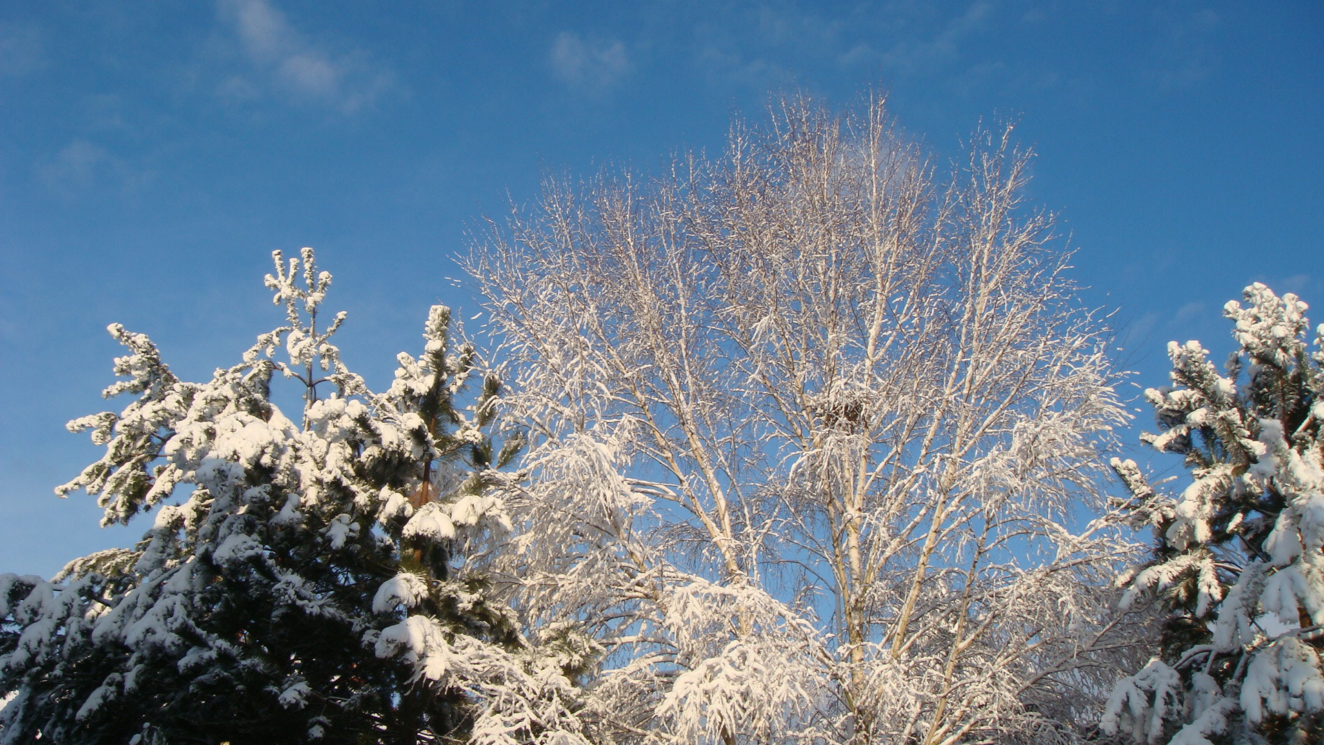 Sony DSC-T200 sample photo. Winter photography