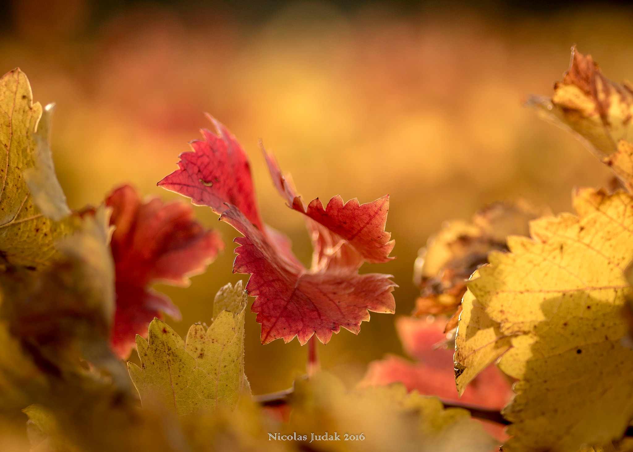 Canon EOS 7D Mark II + Tamron SP AF 90mm F2.8 Di Macro sample photo. Vigne automnale photography