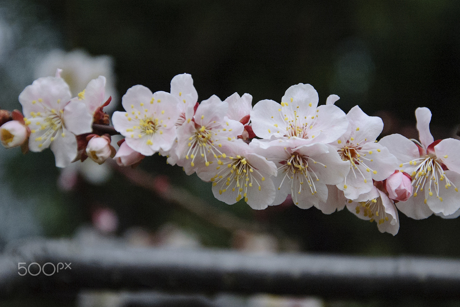 Nikon D70s sample photo. Japon photography
