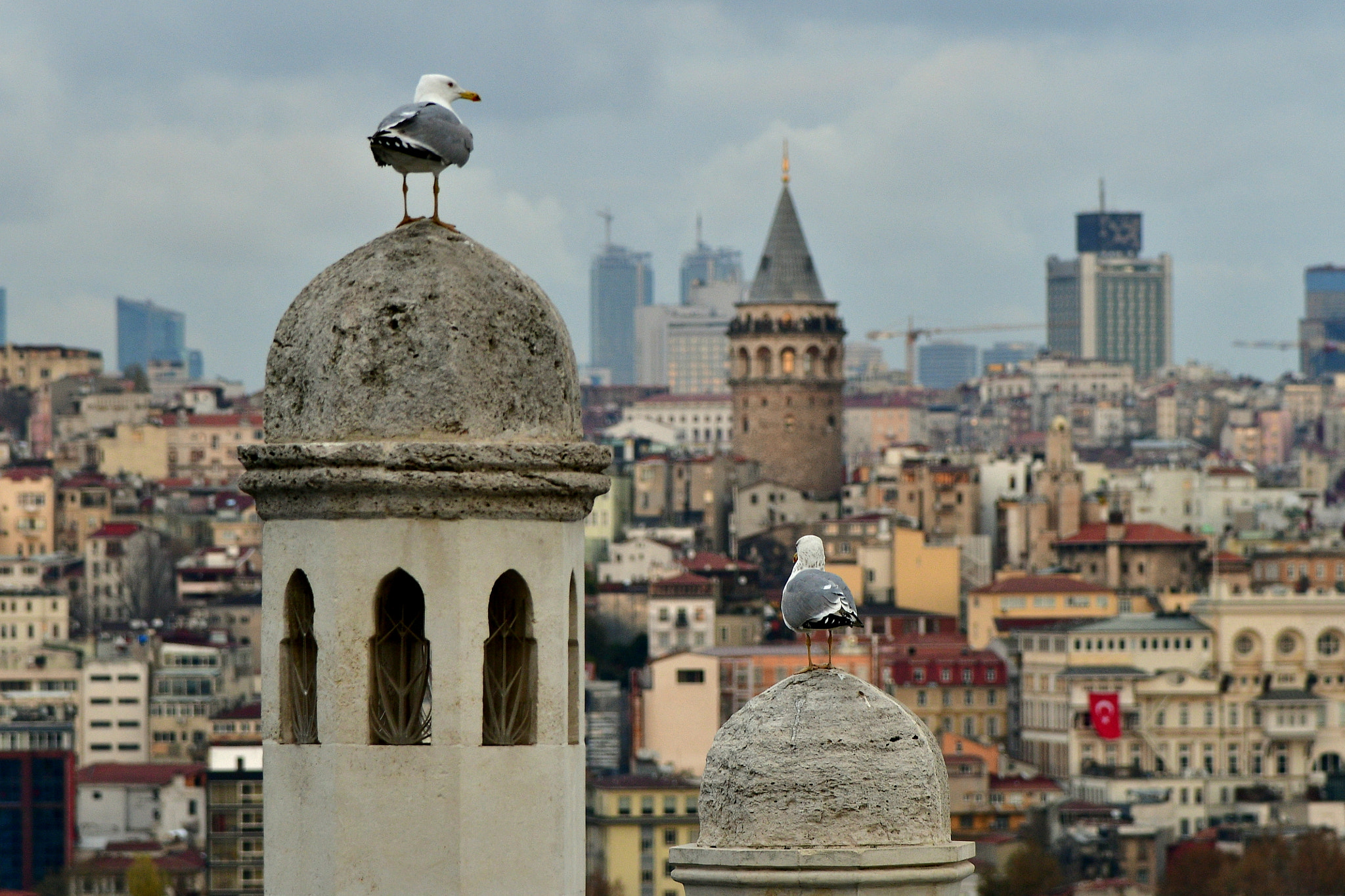 Nikon AF-S Nikkor 24-120mm F4G ED VR sample photo. Seagulls and tower photography