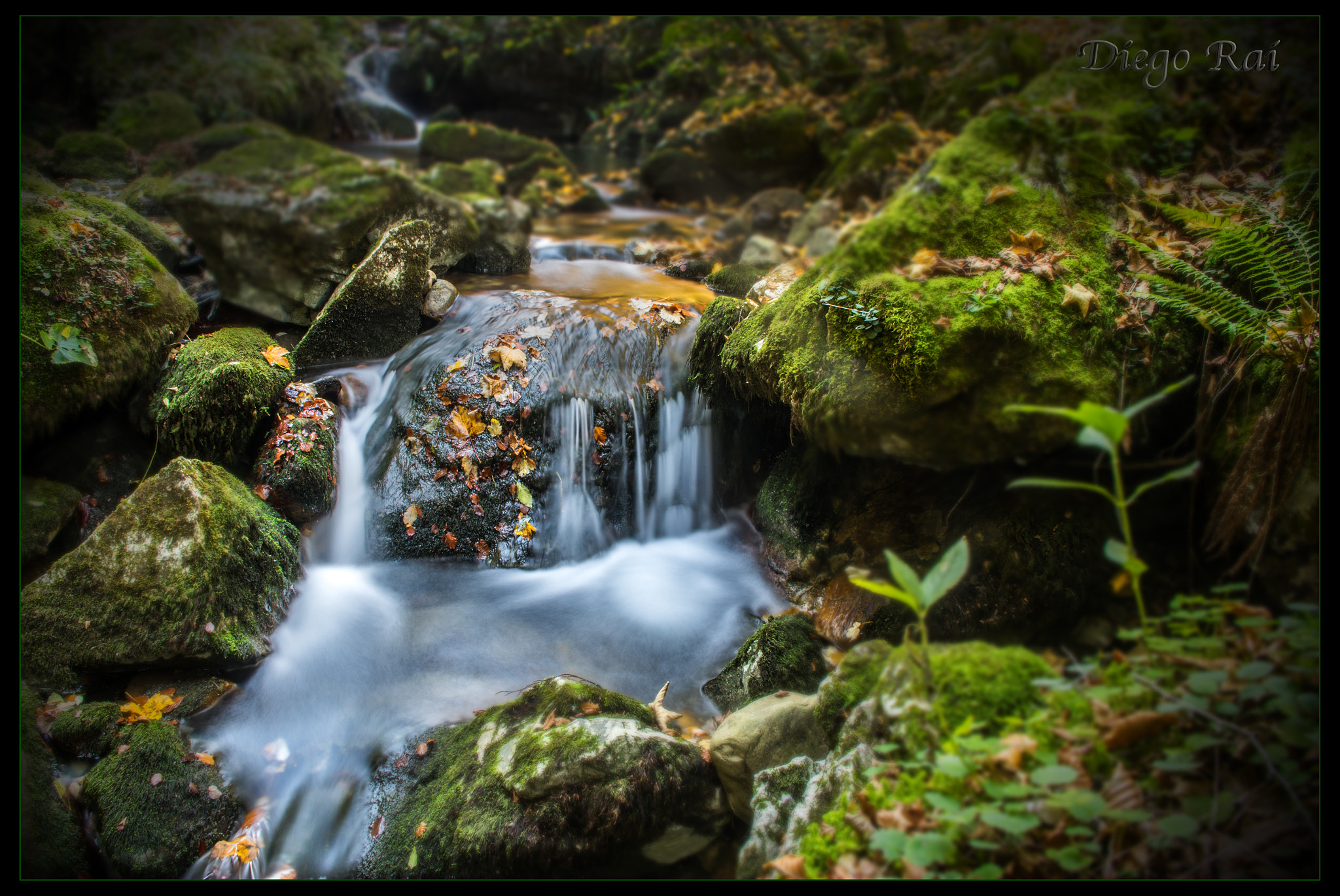 Pentax smc DA 18-55mm F3.5-5.6 AL WR sample photo. Forest walk, asturias. photography