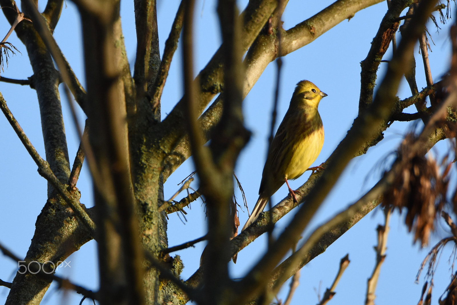 Nikon D7200 + Tamron SP 150-600mm F5-6.3 Di VC USD sample photo. Yellowhammer photography