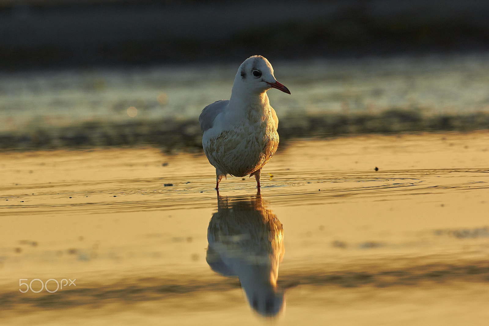 Canon EF 500mm F4L IS USM sample photo. Ahrenshoop03 photography