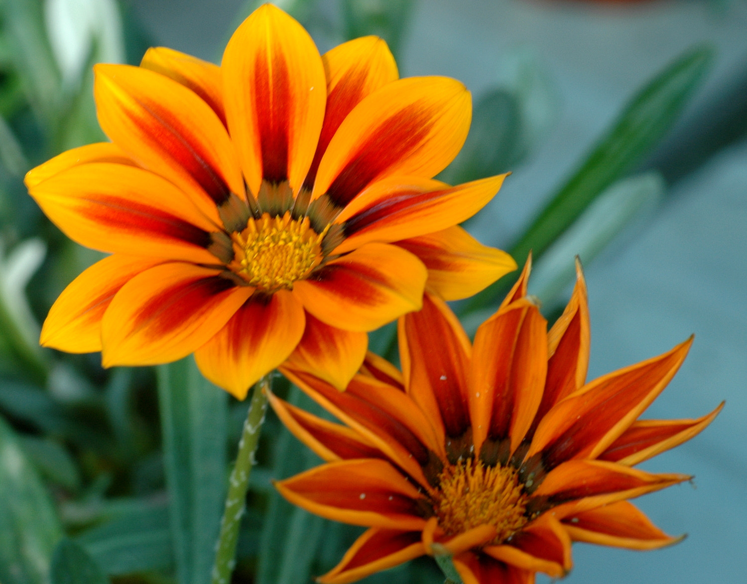 Nikon D70s + Sigma Macro 90mm F2.8 sample photo. A photography