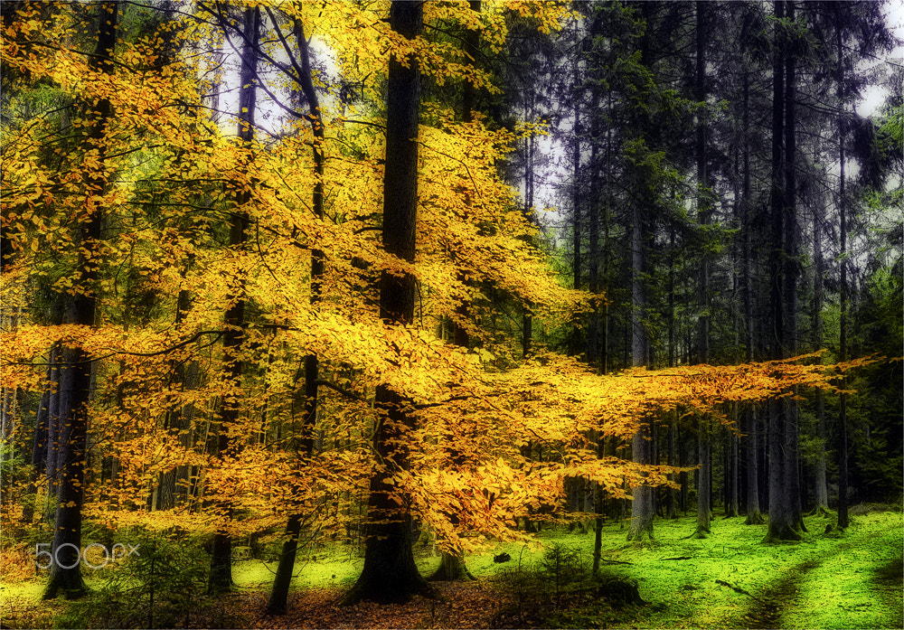 Canon TS-E 24.0mm f/3.5 L II sample photo. Herbstfarben photography
