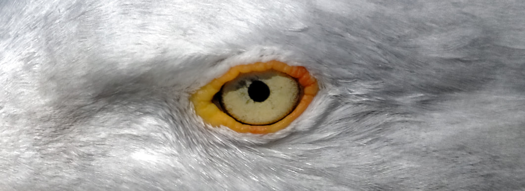 Pentax K-3 sample photo. Gull's eye photography