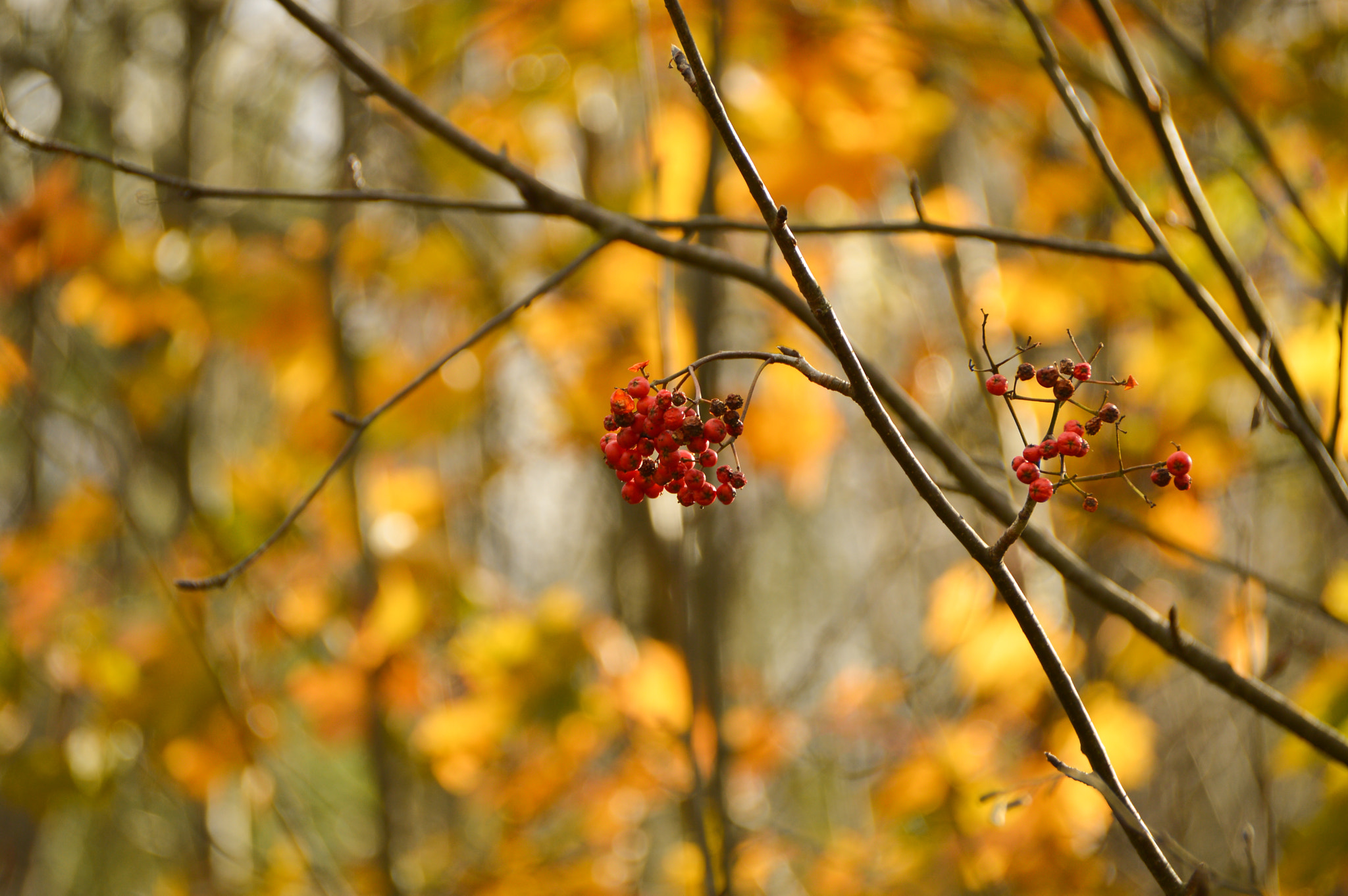 Nikon D3200 sample photo. Autumn leftovers photography