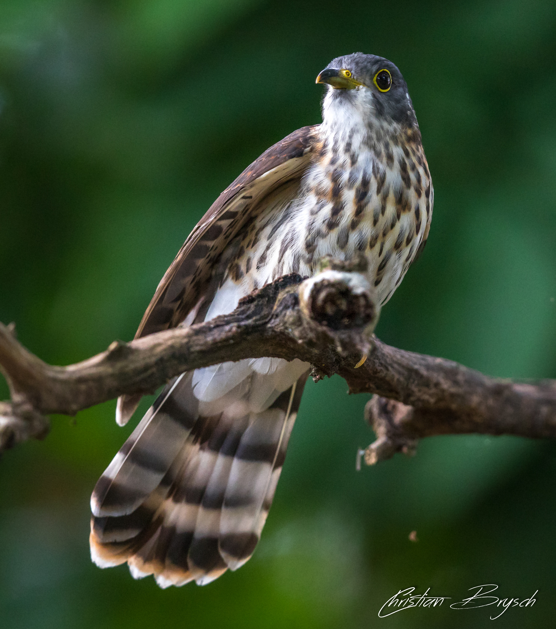 Canon EF 500mm F4L IS II USM sample photo. Malaysian hawk-cuckoo photography