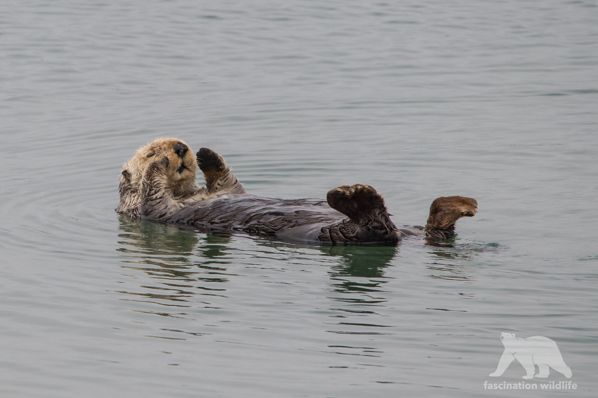 Nikon D4S sample photo. Sea otter photography