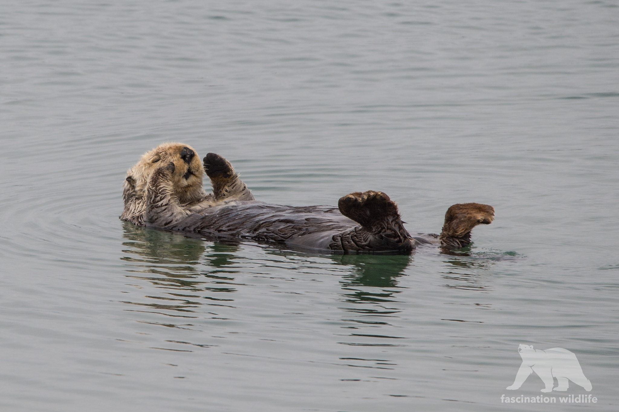 Sigma 150-600mm F5-6.3 DG OS HSM | S sample photo. Sea otter photography
