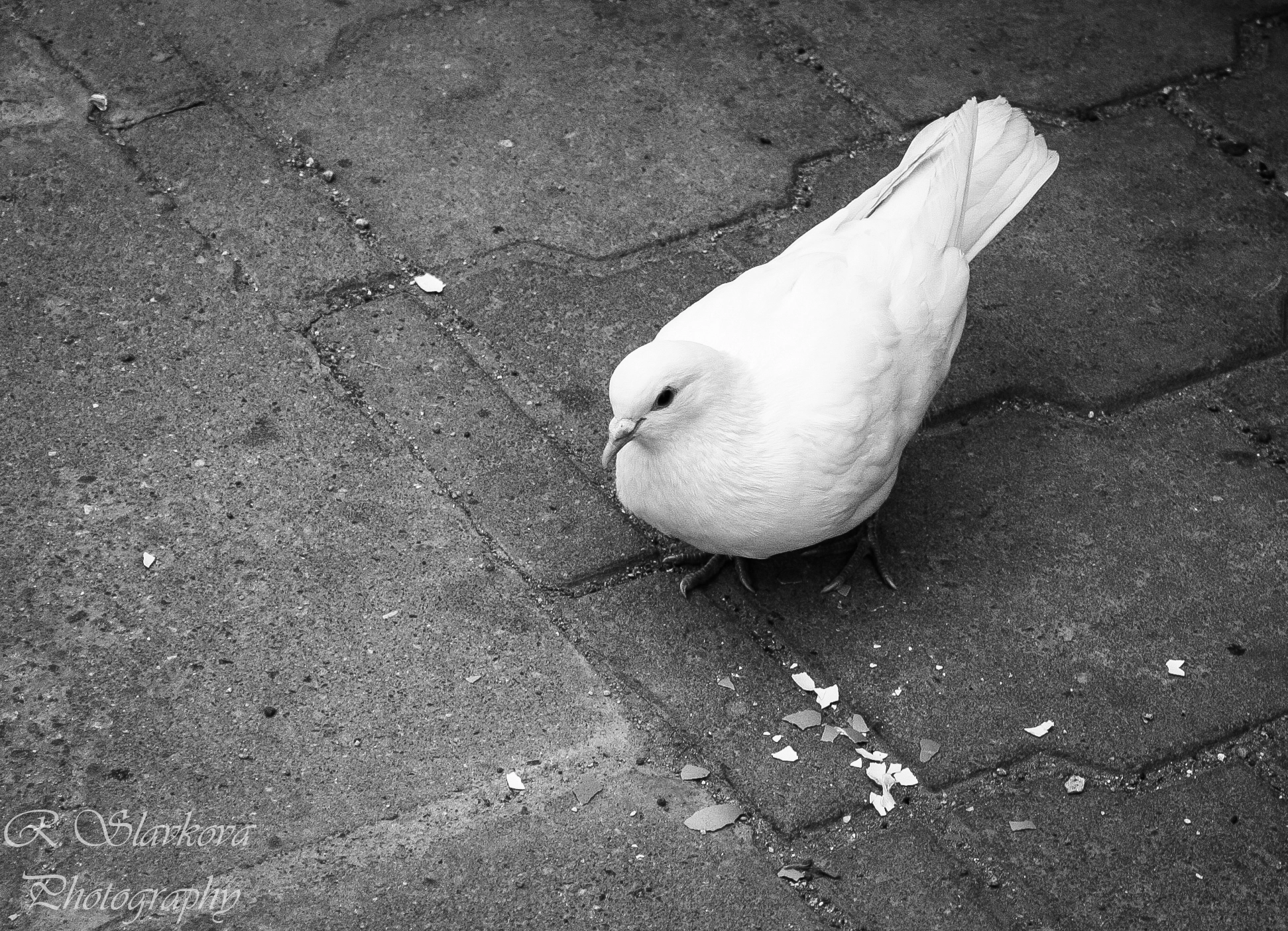 Canon EOS 40D sample photo. Dove of peace. photography