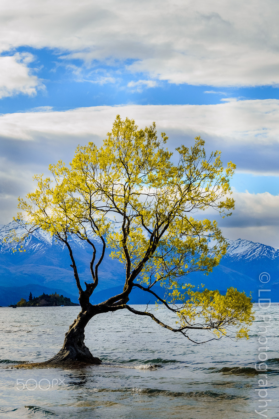 Nikon D7000 sample photo. Standing alone - lake wanaka photography