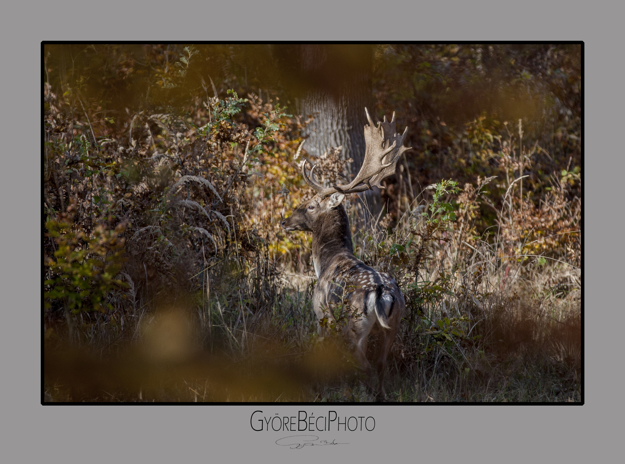 Canon EOS-1D Mark III + Canon EF 70-200mm F2.8L IS II USM sample photo. Fallow deer buck photography