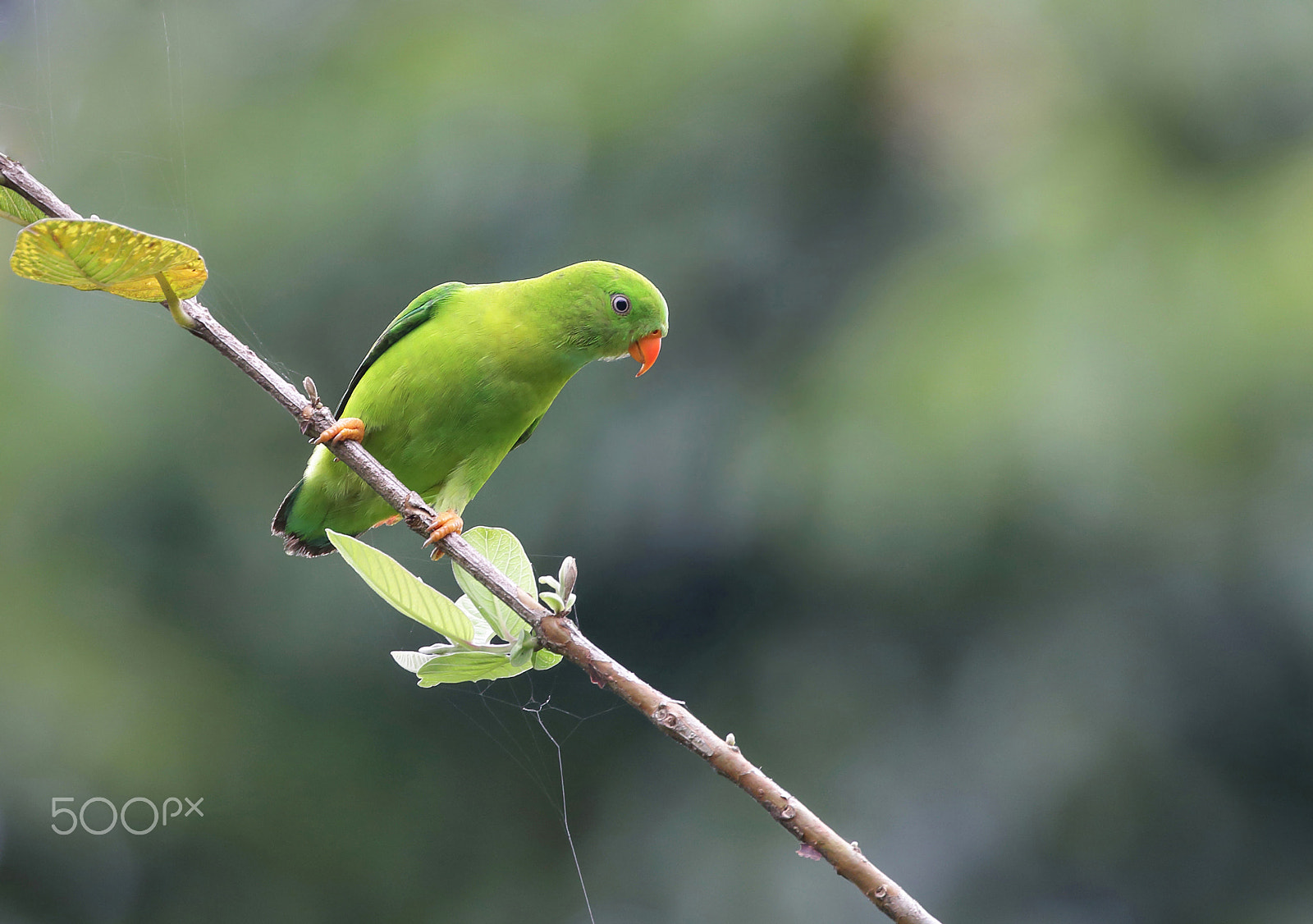 Canon EOS 70D + Canon EF 100-400mm F4.5-5.6L IS II USM sample photo. Vernal hanging parrot photography