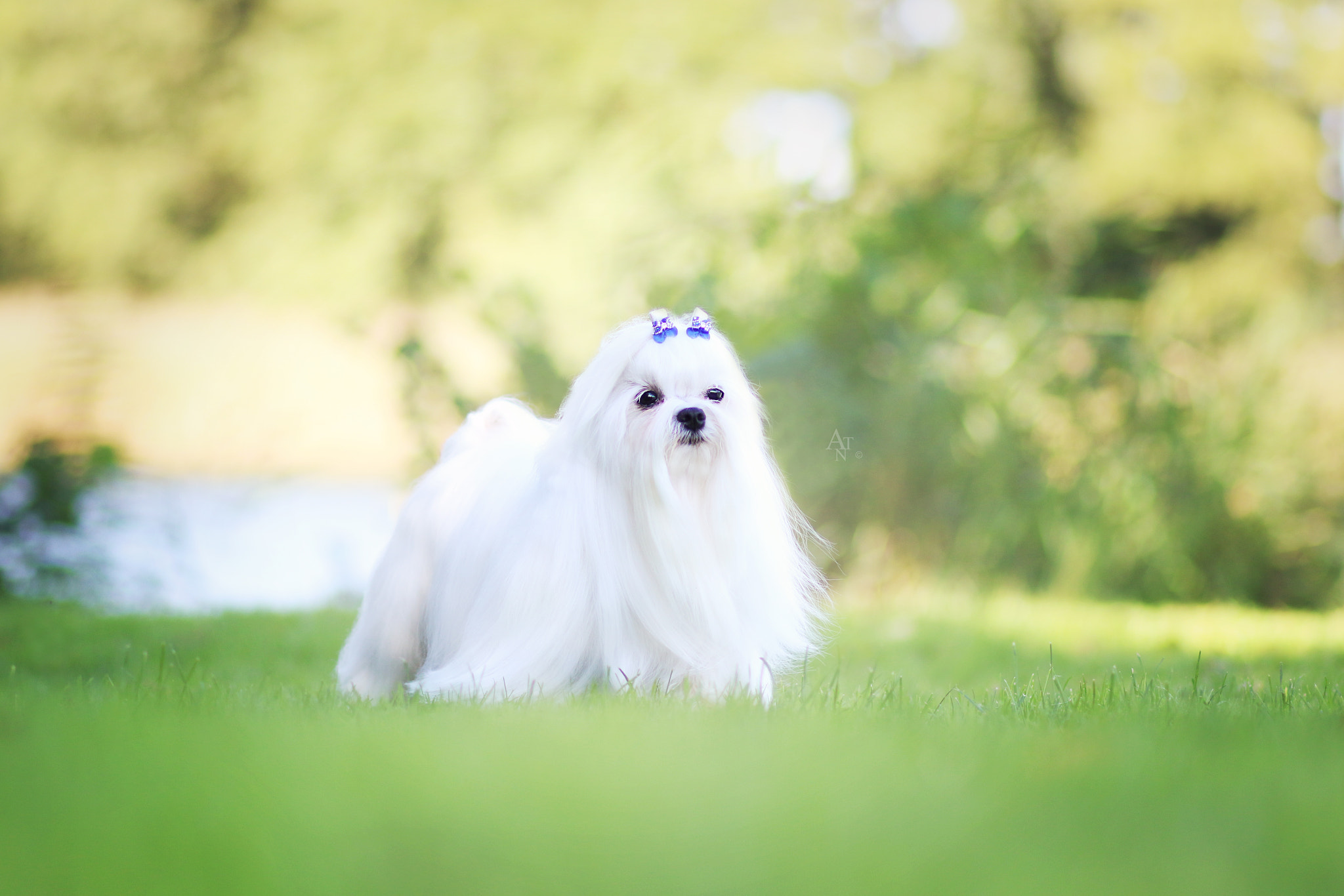 Canon EF 85mm F1.8 USM sample photo. Luna photography