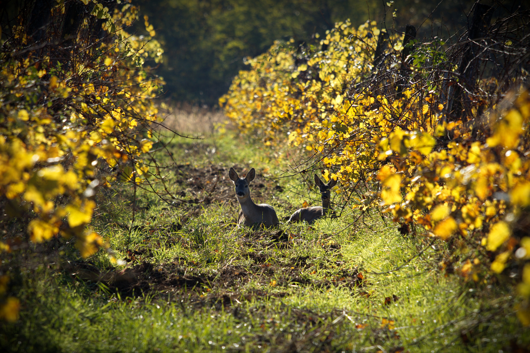 Canon EOS 80D sample photo. Autumn in the vineyard photography