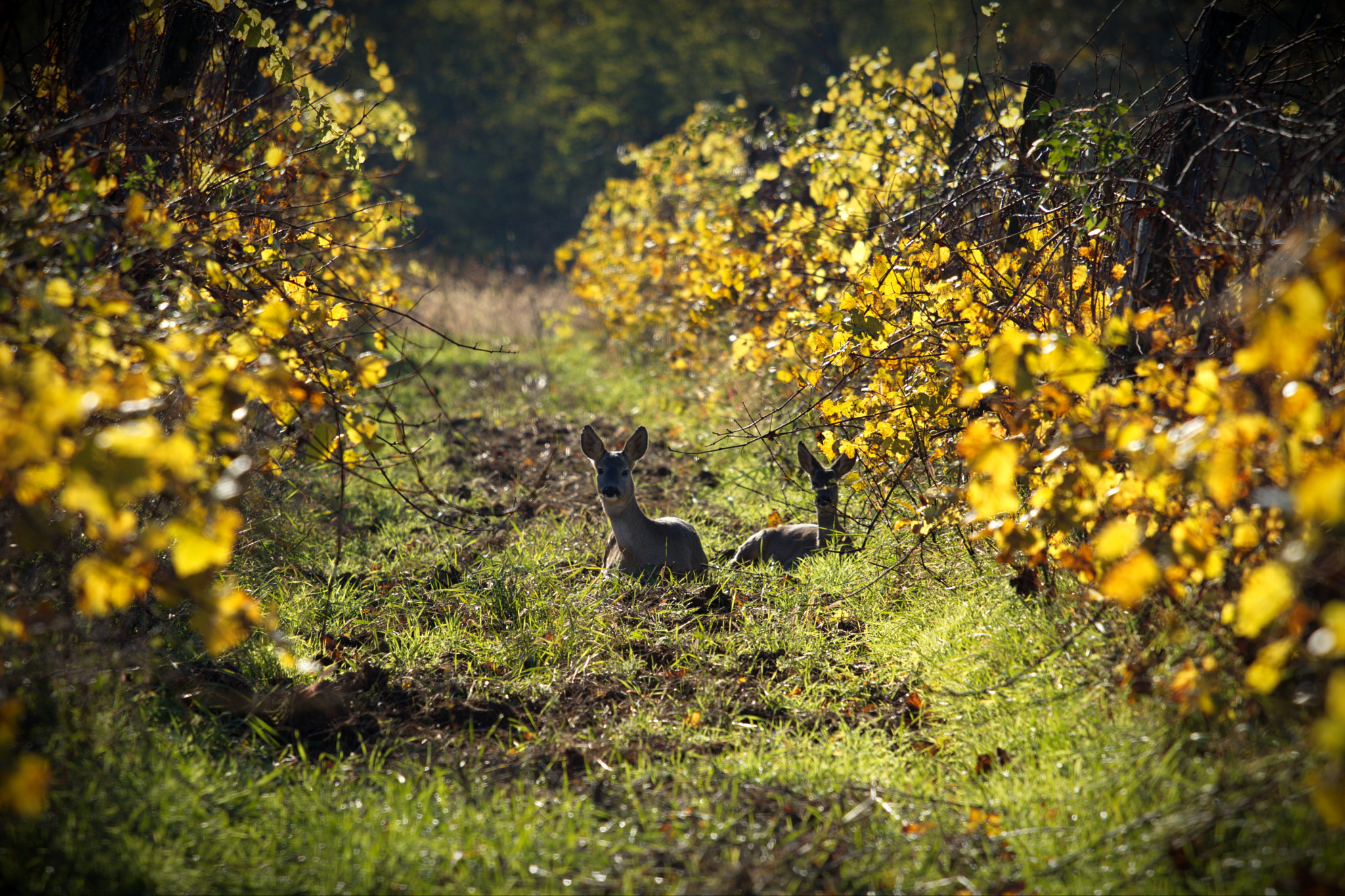 Canon EOS 80D + Canon EF 70-200mm F4L IS USM sample photo. Autumn in the vineyard photography