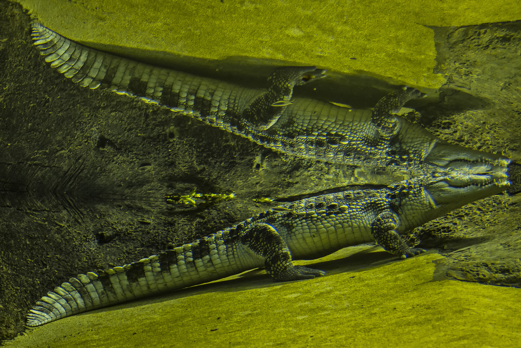 Canon EF 100-400mm F4.5-5.6L IS USM sample photo. Croc photography