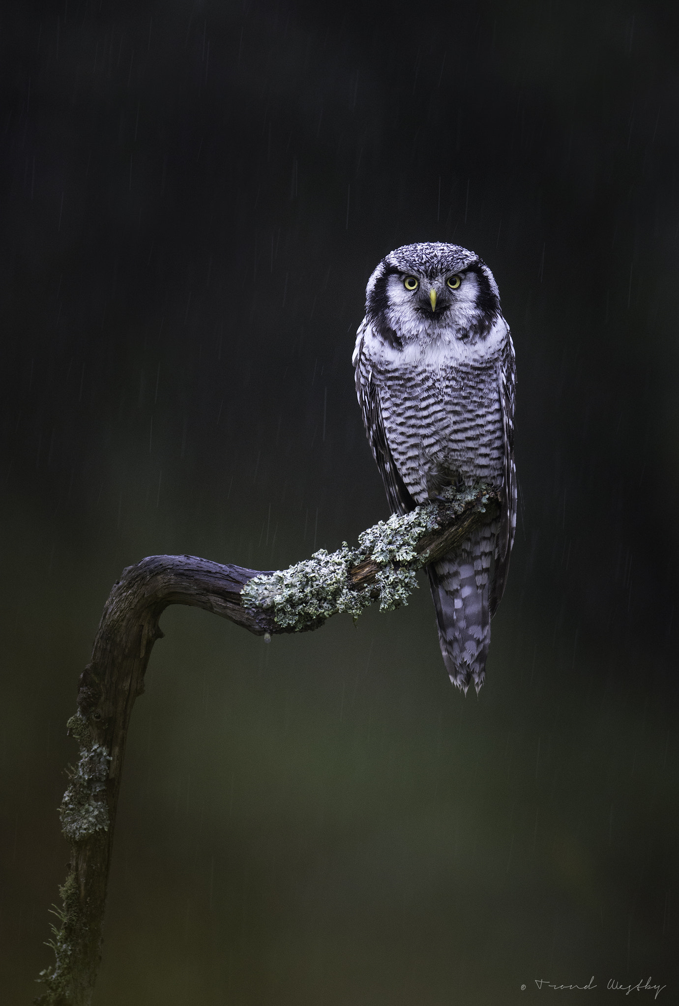 Nikon D7100 sample photo. Hawk owl photography