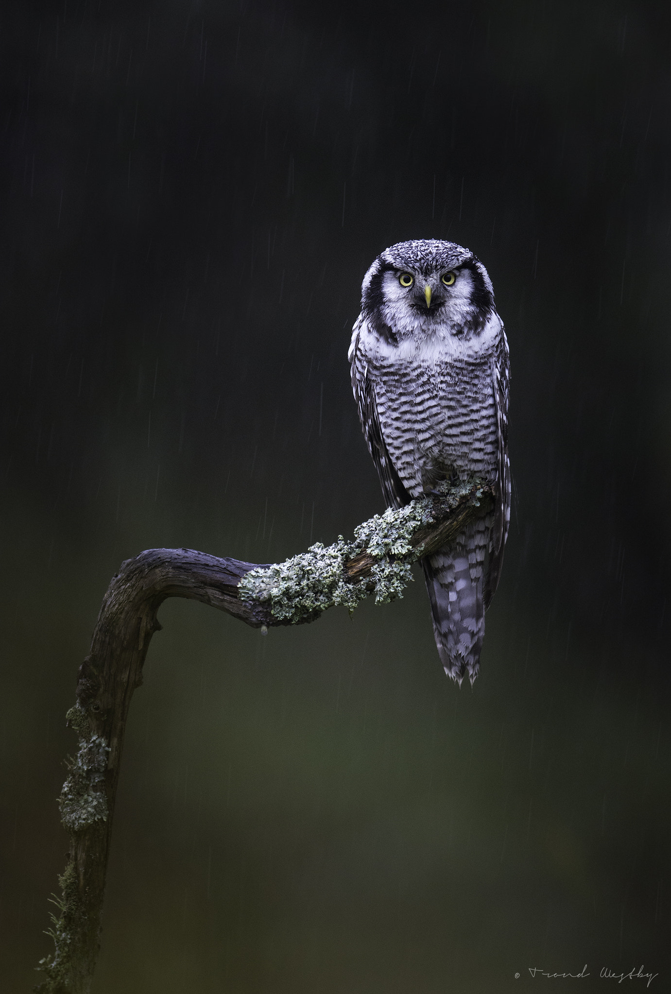 Nikon AF-S Nikkor 300mm F2.8G ED VR II sample photo. Hawk owl photography