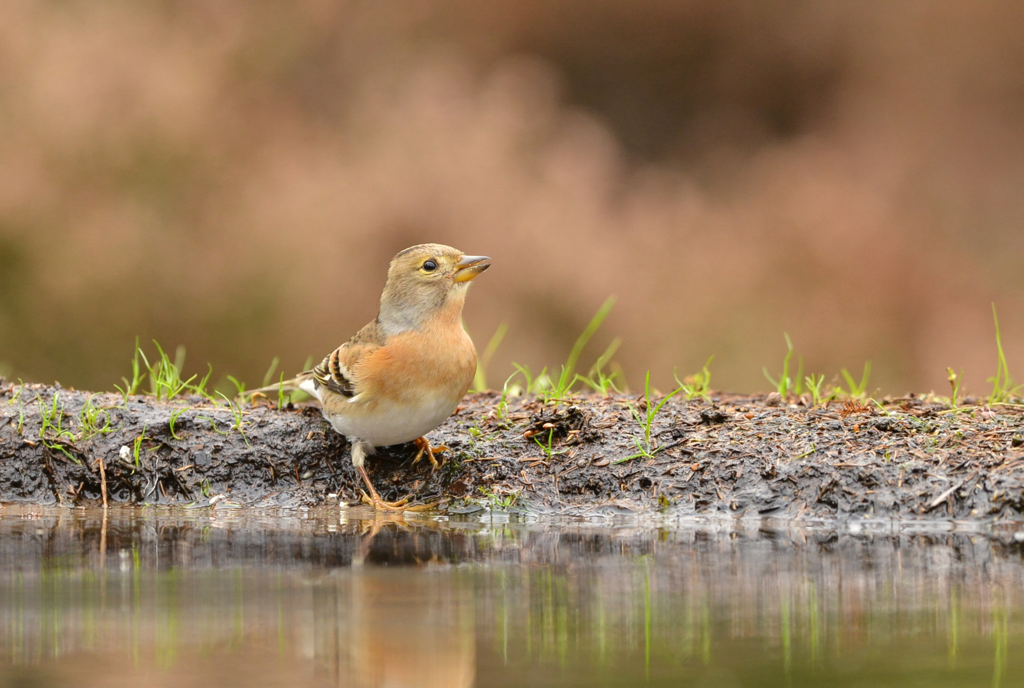 Nikon D600 + Nikon AF-S Nikkor 500mm F4G ED VR sample photo. Keep photography