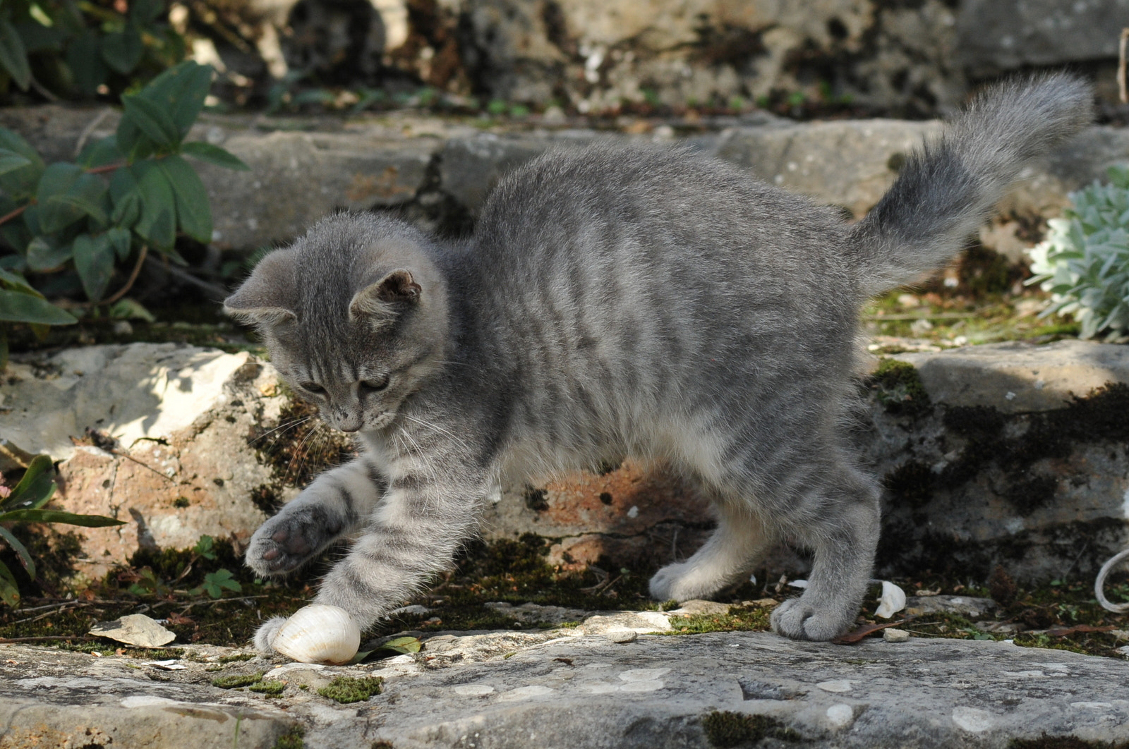 Nikon AF-S Nikkor 70-200mm F4G ED VR sample photo. Le chaton et l'escargot photography