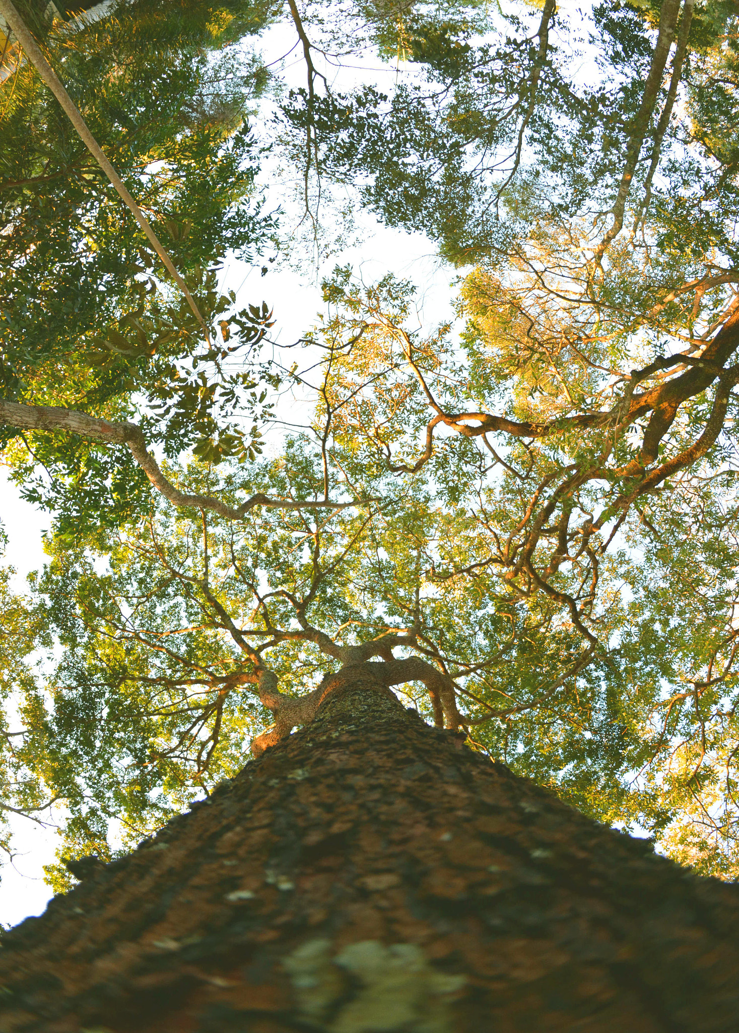 Sigma 10mm F2.8 EX DC HSM Diagonal Fisheye sample photo. Arvore dos sonhos photography