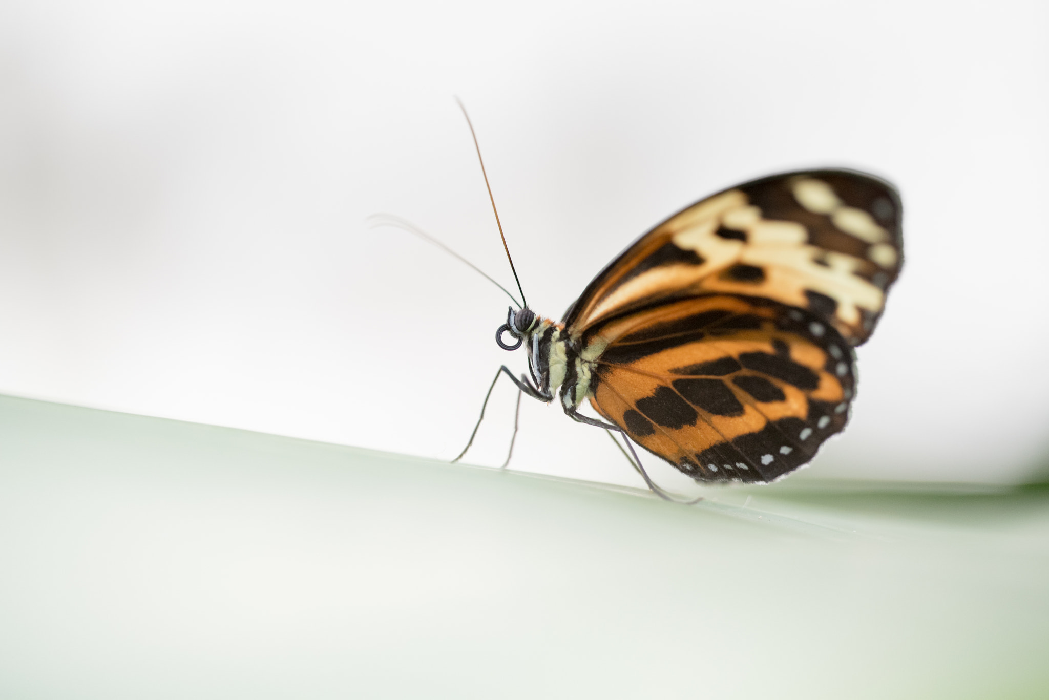 Sigma 150mm F2.8 EX DG OS Macro HSM sample photo. Tithorea harmonia photography