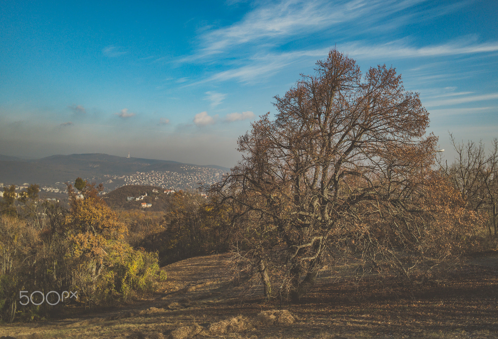 Samsung NX 16mm F2.4 Pancake sample photo. Lonely big tree no.:1 photography