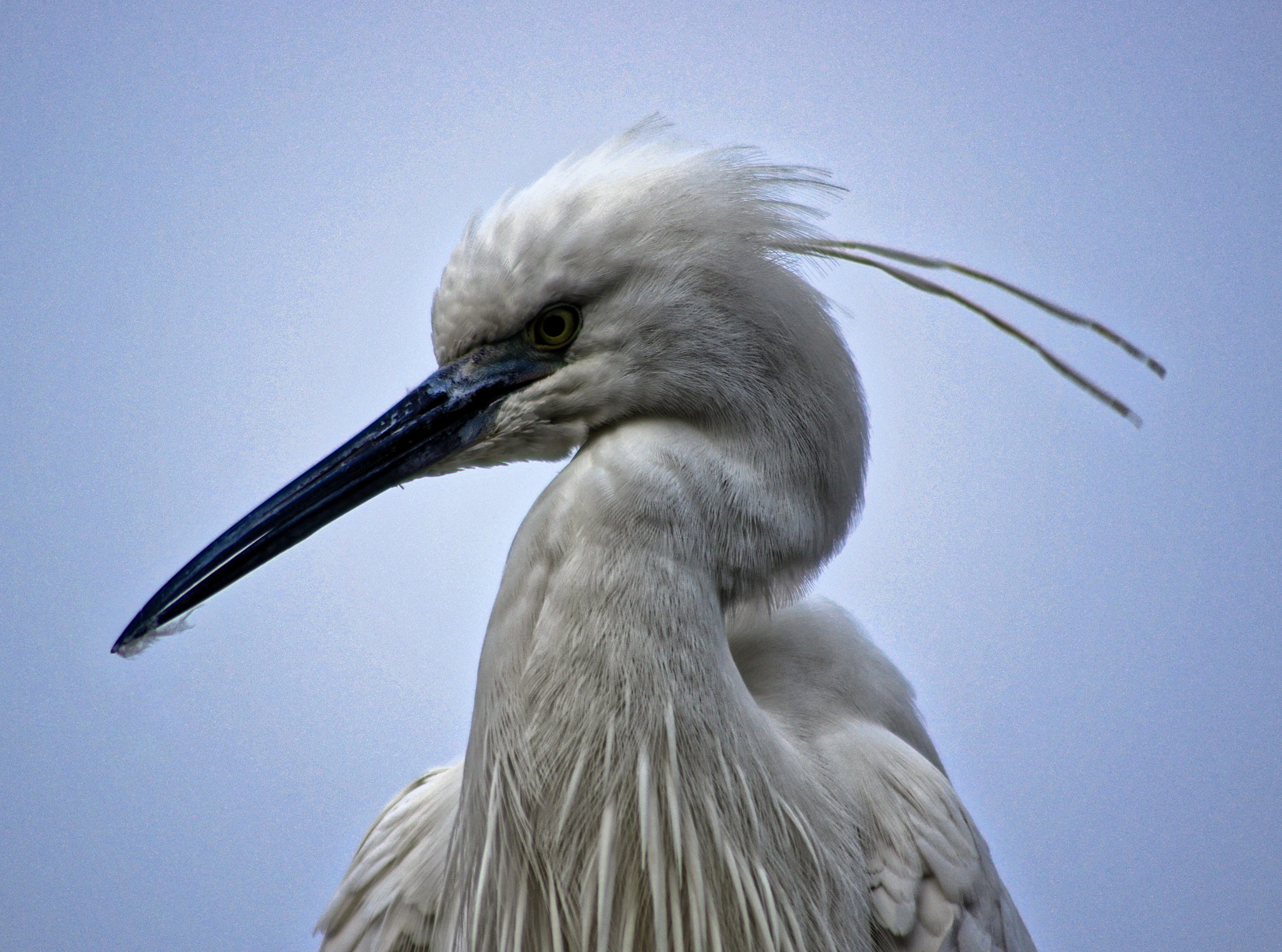 smc PENTAX-FA J 75-300mm F4.5-5.8 AL sample photo. Egretta garzetta photography