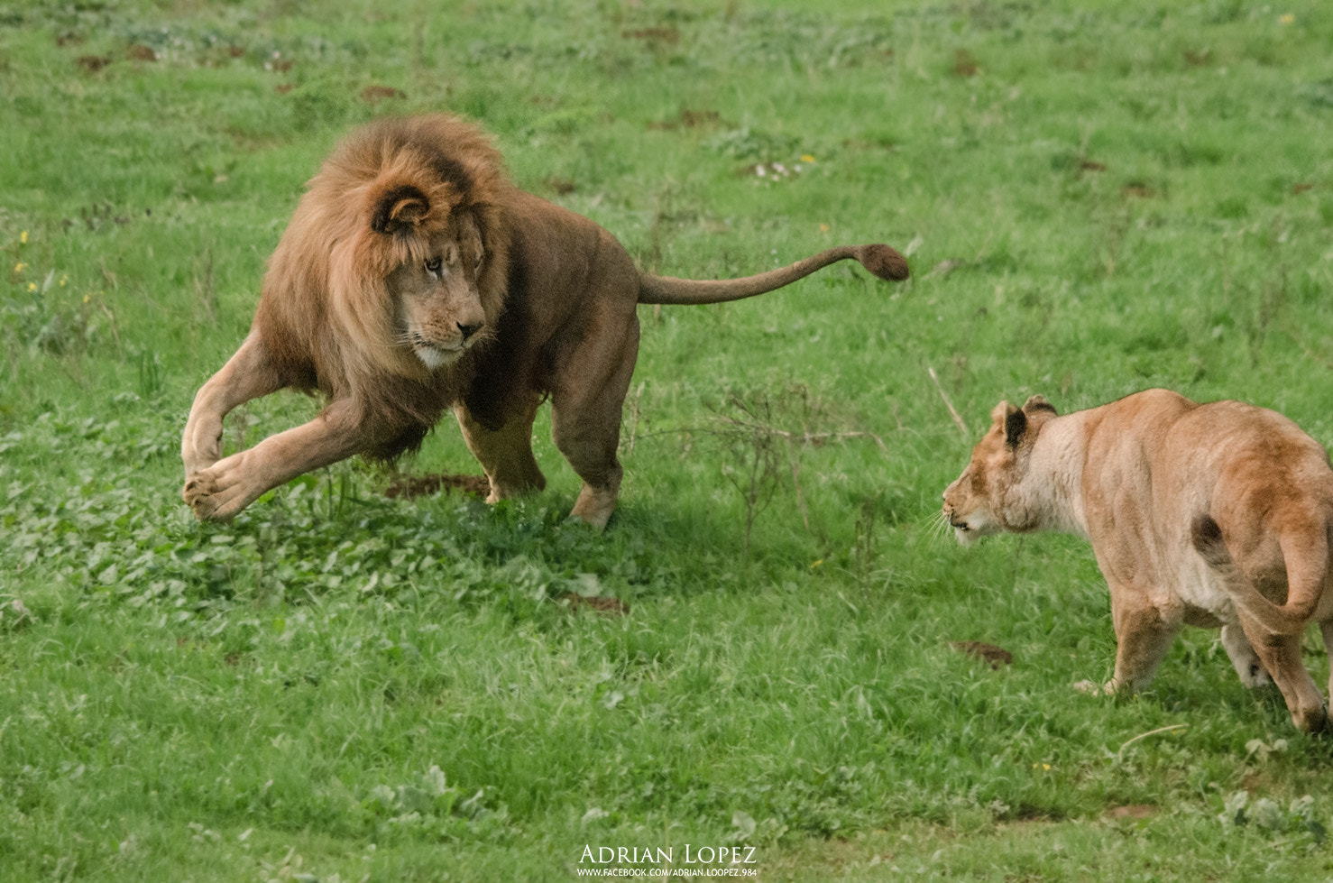 Sigma 150-500mm F5-6.3 DG OS HSM sample photo. Lions photography