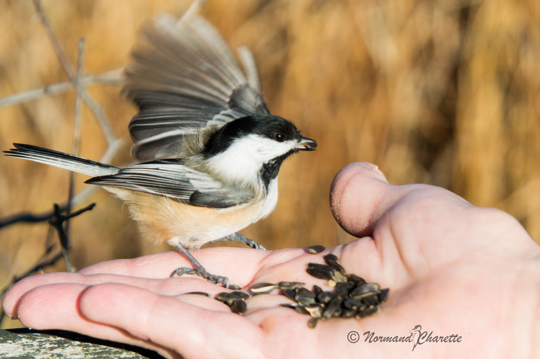 Nikon D3200 sample photo. On the fly photography