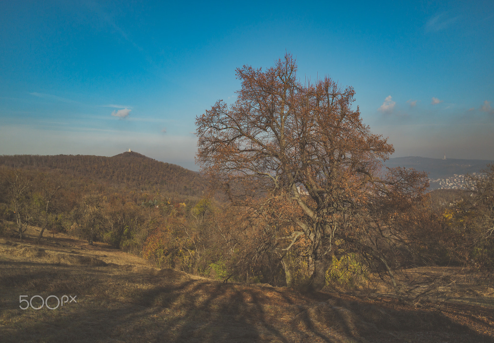 Samsung NX30 + Samsung NX 16mm F2.4 Pancake sample photo. Lonely big tree no.:2 photography