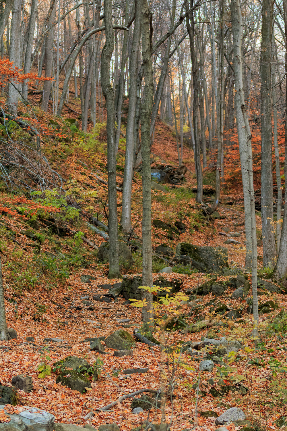 Sigma 70-200mm F2.8 EX DG OS HSM sample photo. Autumn in the glen photography