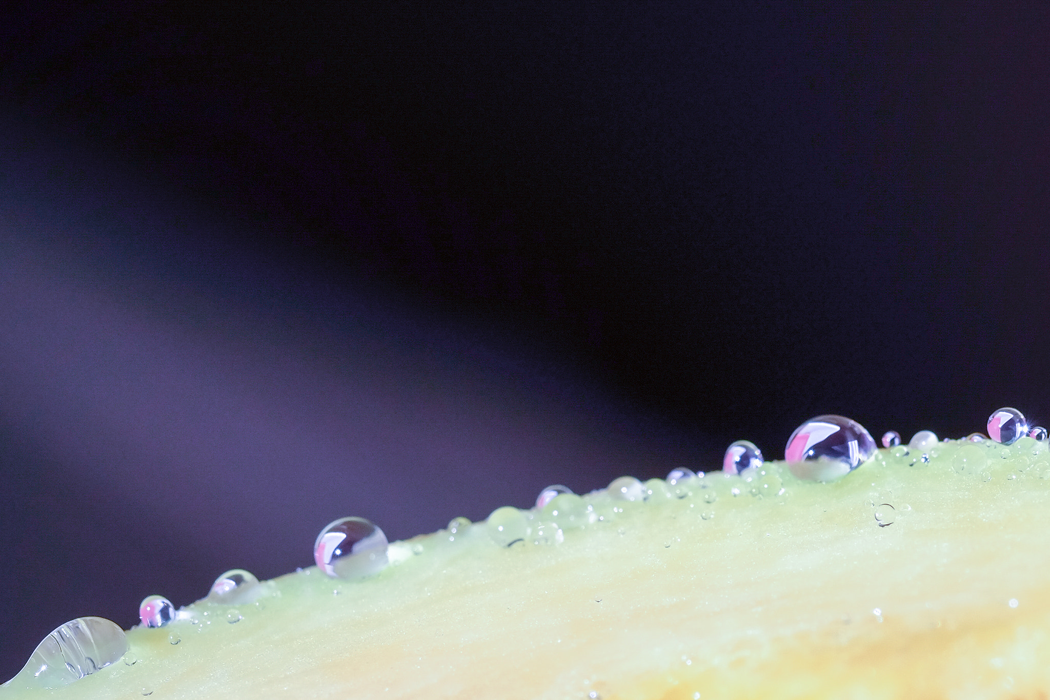 Fujifilm X-T10 + Fujifilm XF 60mm F2.4 R Macro sample photo. Larmes d'un légume coupé photography