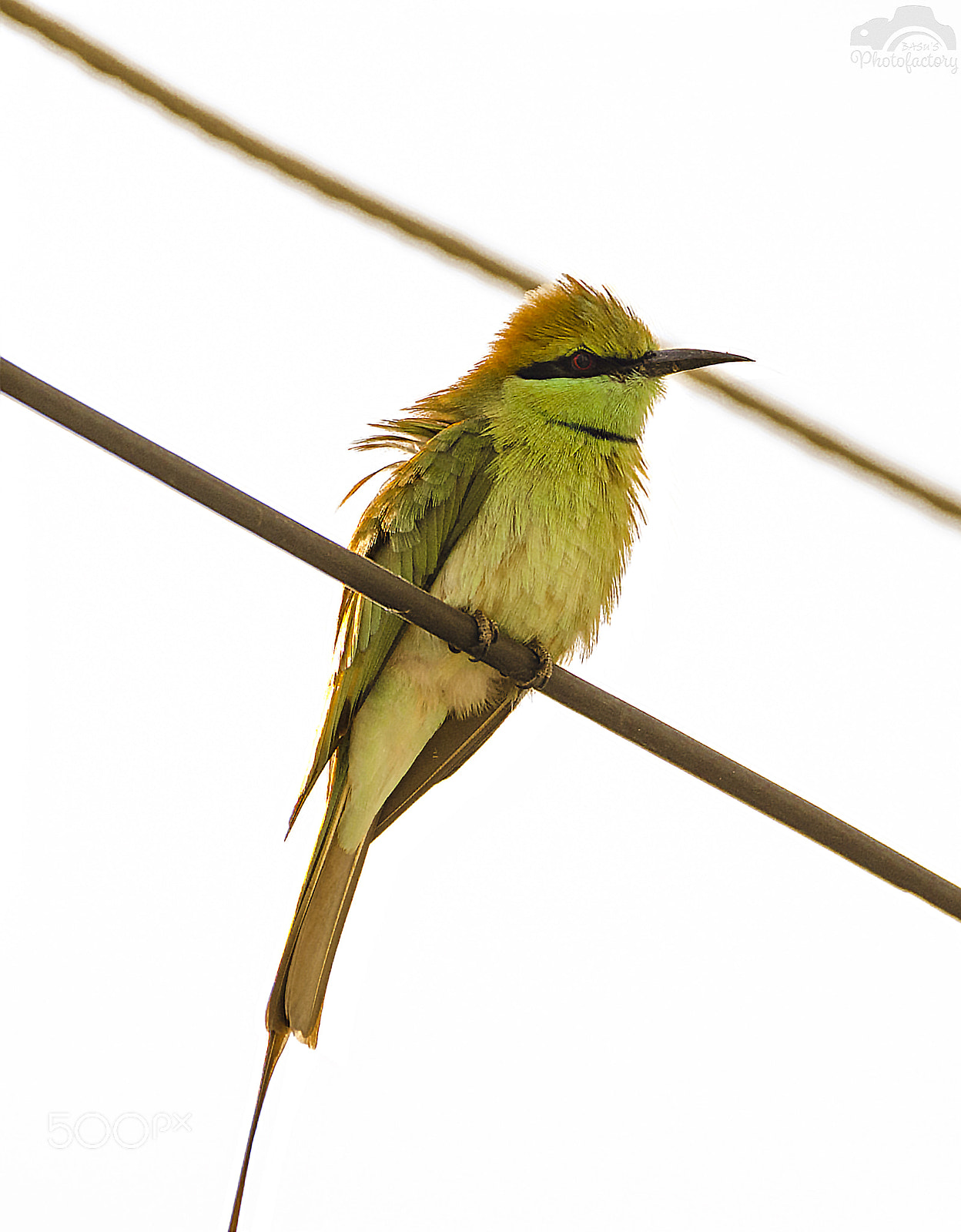 Sigma 150-600mm F5-6.3 DG OS HSM | C sample photo. Green bee eater photography