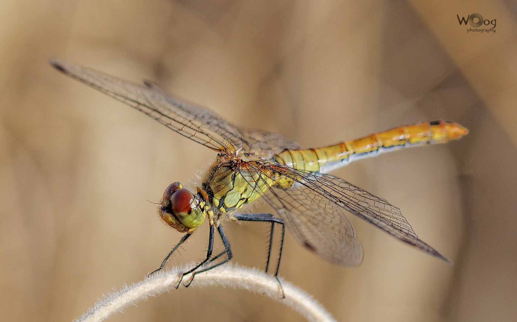 Canon EF-S 60mm F2.8 Macro USM sample photo. Dragonfly photography