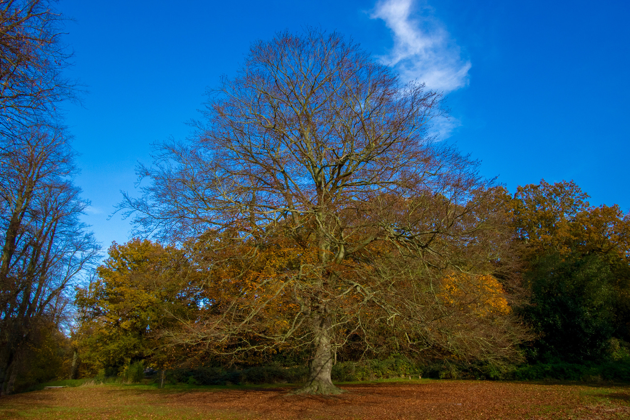 Canon EF-S 10-22mm F3.5-4.5 USM sample photo. Old tree photography