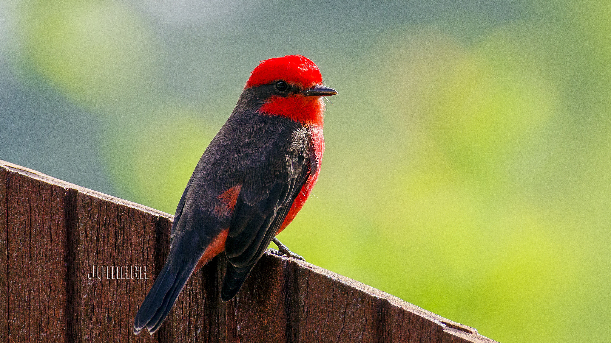 Pentax K-1 sample photo. Birding in darien colombia photography