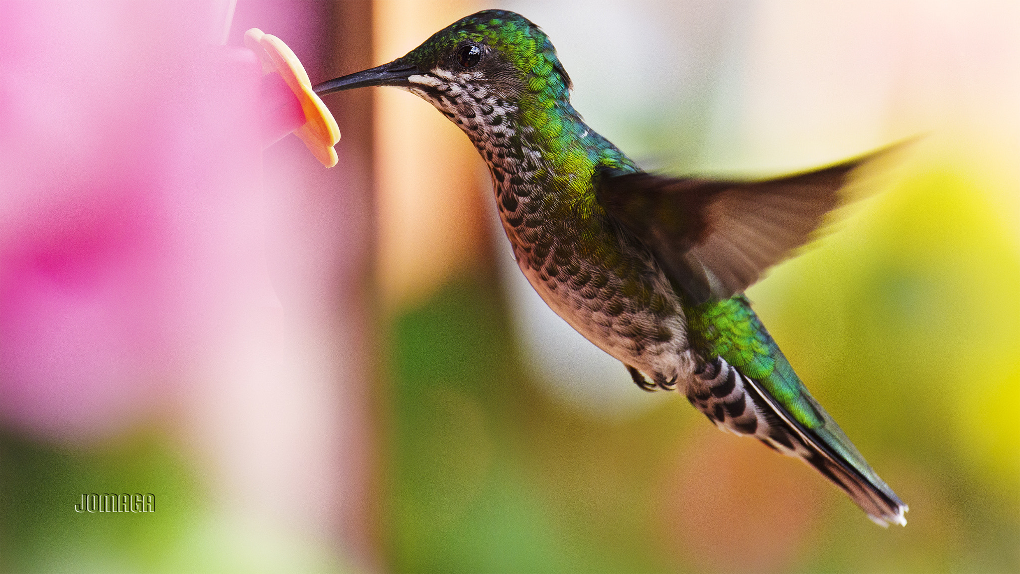 Pentax K-1 sample photo. Birding in darien colombia photography