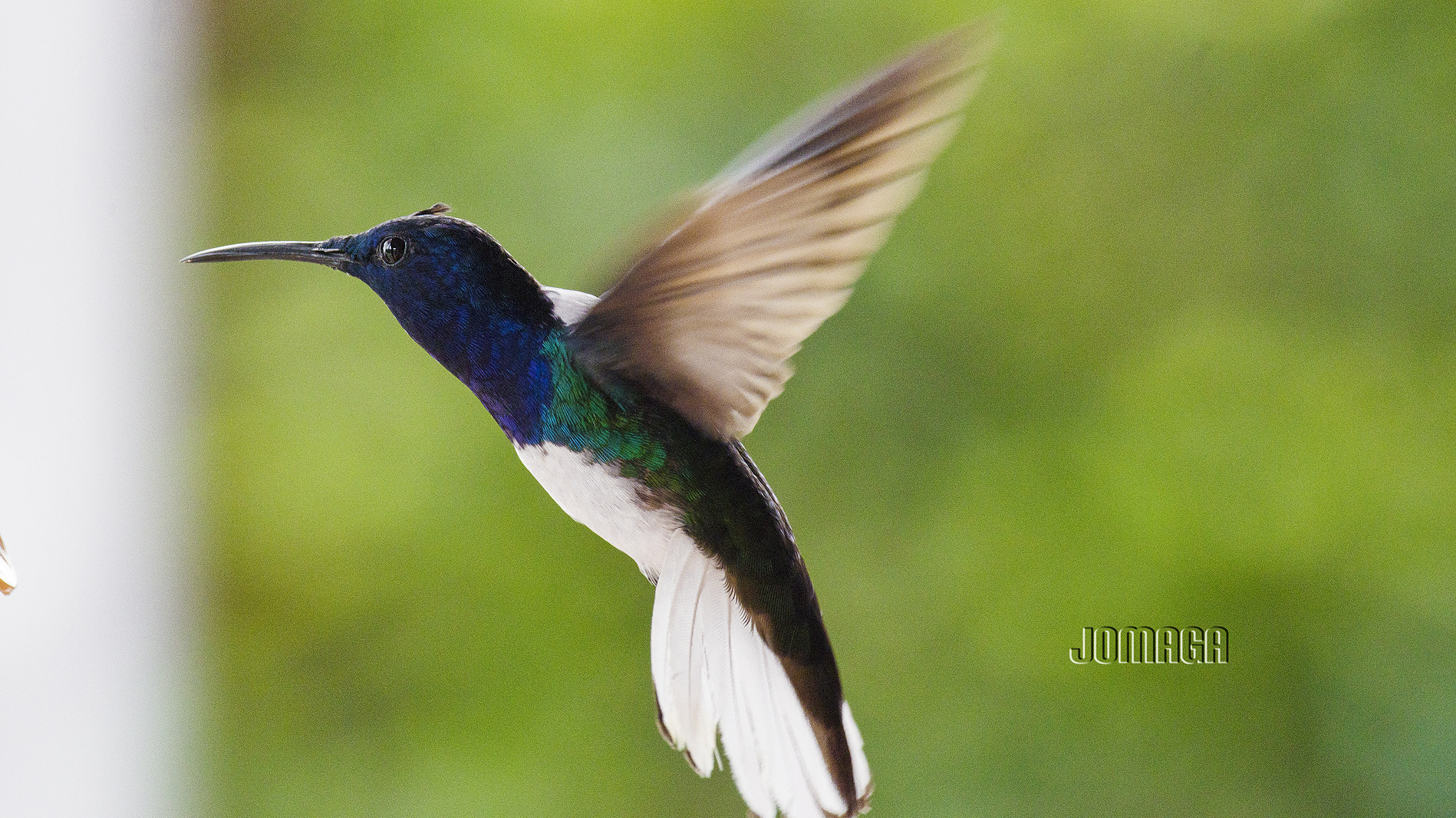 Pentax K-1 sample photo. Birding in darien colombia photography
