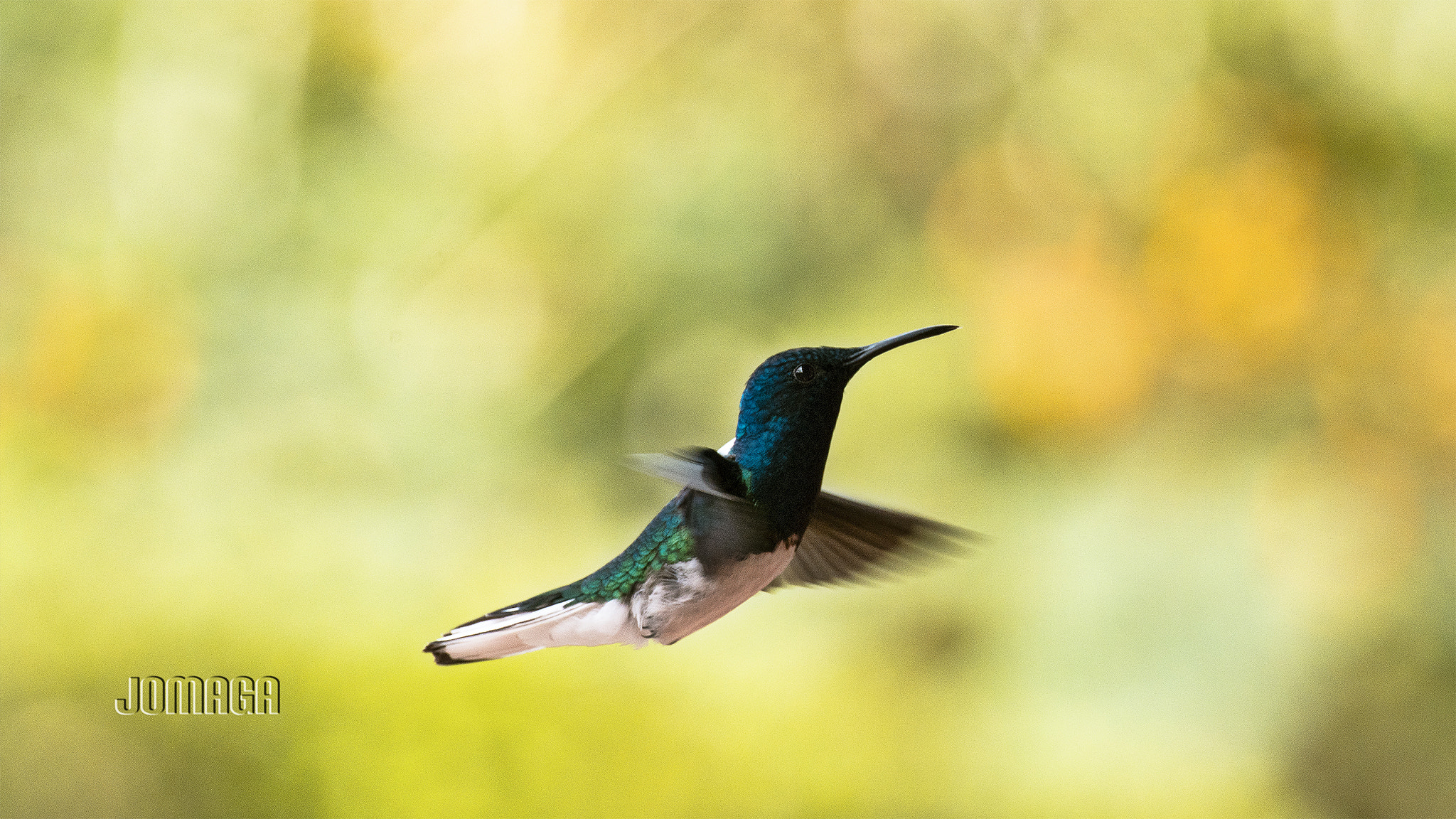 Pentax K-1 sample photo. Birding in darien colombia photography