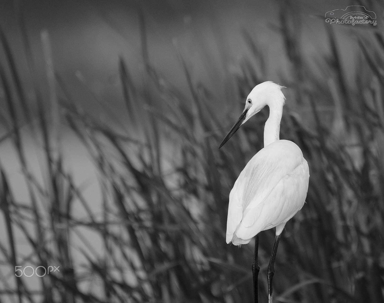 Sigma 150-600mm F5-6.3 DG OS HSM | C sample photo. Great white heron photography