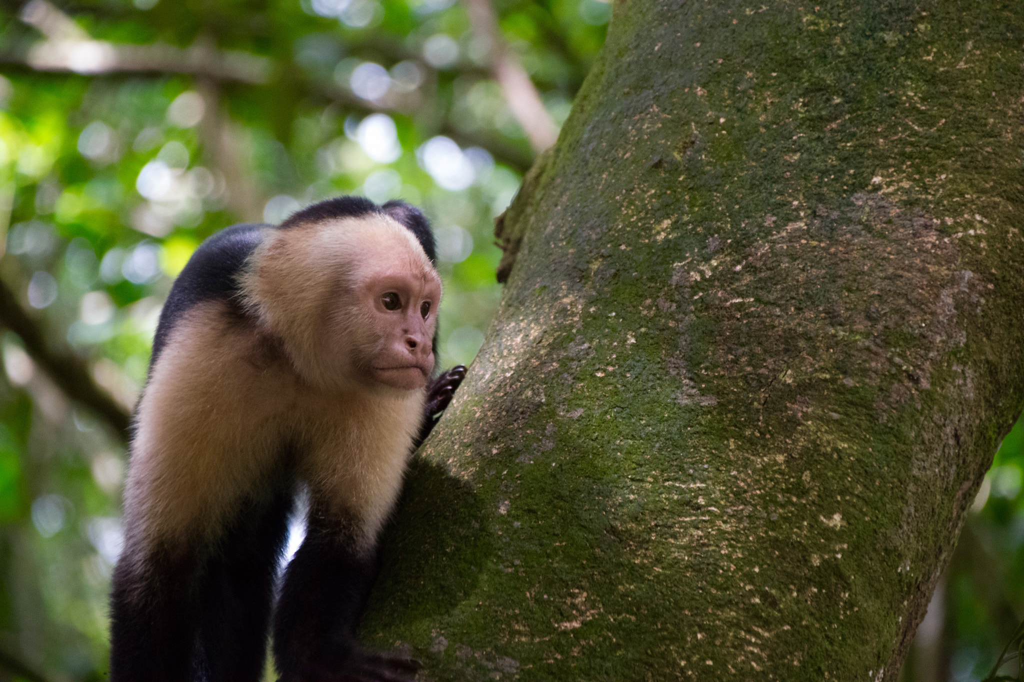 Sigma 28-300mm F3.5-6.3 DG Macro sample photo. White face monkey 1 photography