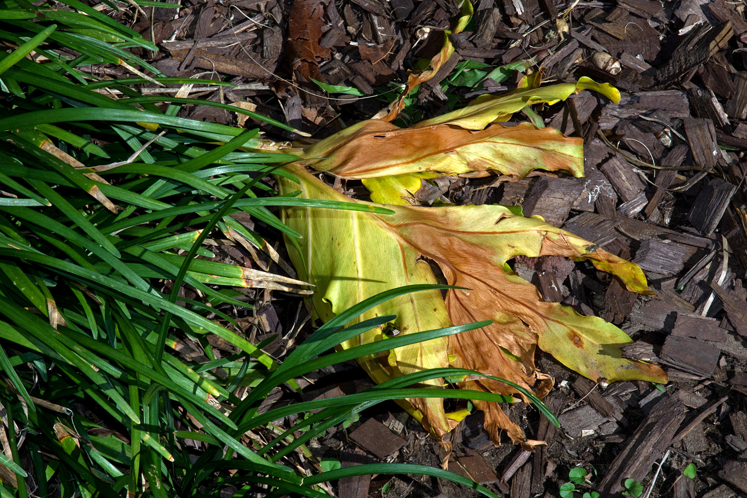 Pentax K-70 sample photo. Leaf photography